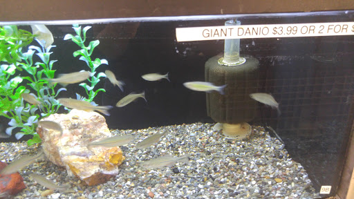 Aquarium Shop «Aquarium Arts», reviews and photos, 1810 W Baseline Rd #1, Mesa, AZ 85202, USA