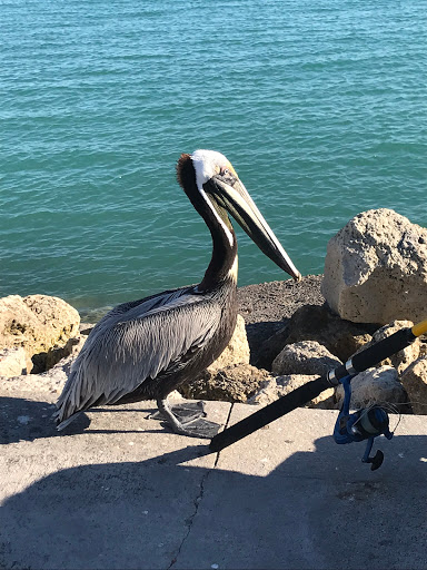 Marina «Fort Pierce City Marina», reviews and photos, 1 Avenue A, Fort Pierce, FL 34950, USA