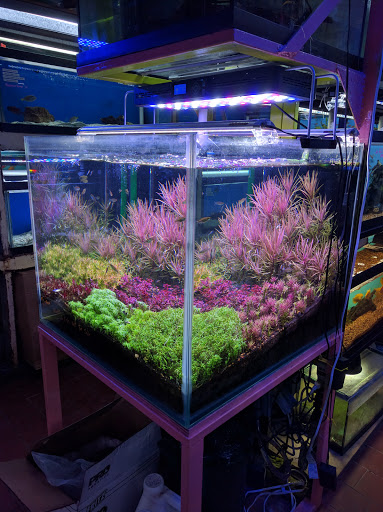 Aquarium «Pacific Aquarium & Plant Inc», reviews and photos, 46 Delancey St #1, New York, NY 10002, USA