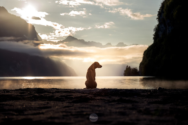 Rezensionen über Perlinia Hundefotografie, Kinderfotografie & Hundeladen in Glarus Nord - Fotograf