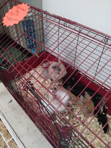 Pet Store «Pets World», reviews and photos, 147 Bridge St, Weymouth, MA 02191, USA