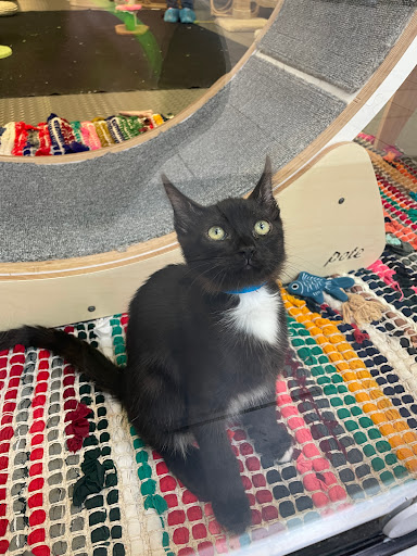 Shopping Mall «Eastridge», reviews and photos, 2200 Eastridge Loop #2062, San Jose, CA 95122, USA