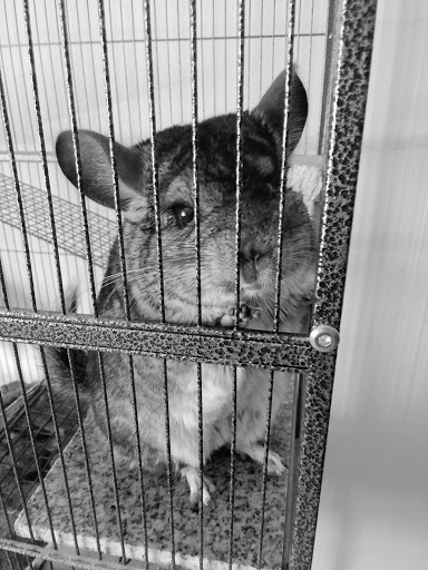 Pet Supply Store «Petco Animal Supplies», reviews and photos, 300 Hylan Dr, Rochester, NY 14623, USA