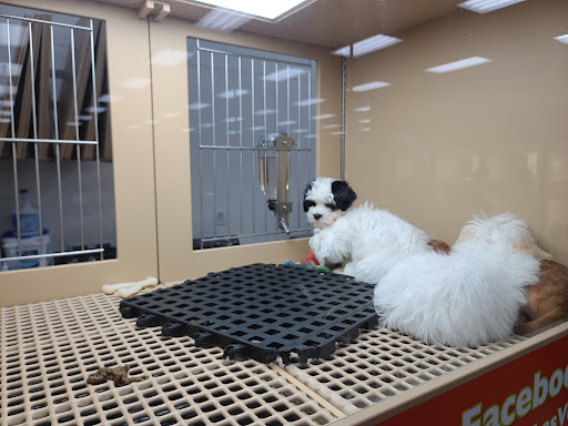 Pet Store «Petland Las Vegas», reviews and photos, 8800 W Charleston Blvd #3, Las Vegas, NV 89145, USA