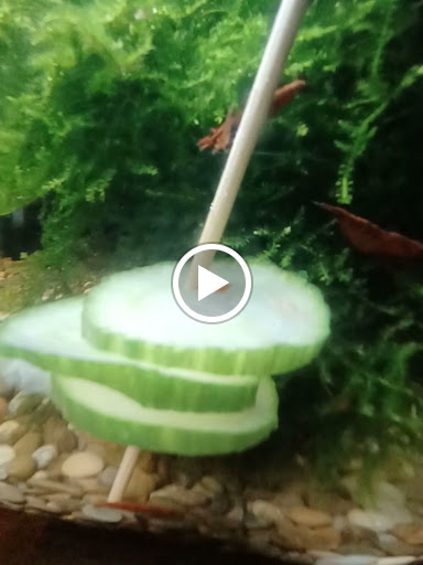 Pet Store «Hackettstown Pet Supplies», reviews and photos, 141 Main St, Hackettstown, NJ 07840, USA