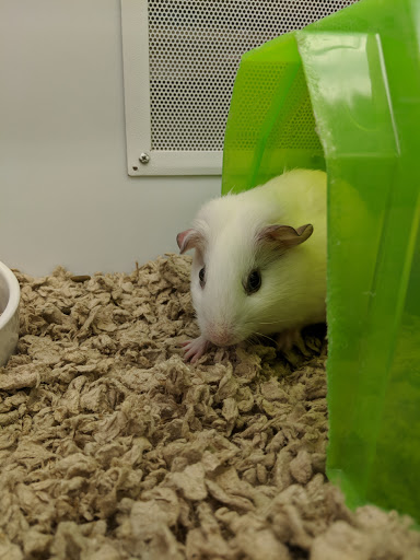 Pet Supply Store «Petco Animal Supplies», reviews and photos, 5631 Grove Blvd, Hoover, AL 35226, USA