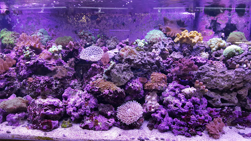 Tropical Fish Store «Fishland», reviews and photos, 13155 Westheimer Rd #114, Houston, TX 77077, USA