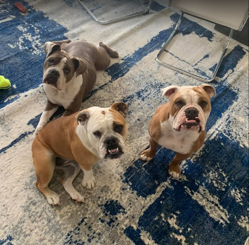 Insurance Agency «Lesa Yoho - State Farm Insurance Agent», reviews and photos