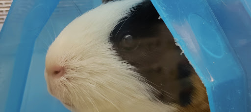 Pet Supply Store «Petco Animal Supplies», reviews and photos, 1009 E Commercial Blvd, Oakland Park, FL 33334, USA