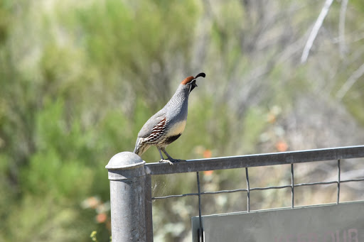 National Reserve «Riparian Preserve at Water Ranch», reviews and photos, 2757 E Guadalupe Rd, Gilbert, AZ 85234, USA