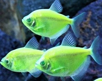 Tropical Fish Store «Reef eScape», reviews and photos, 11141 Lee Hwy, Fairfax, VA 22030, USA