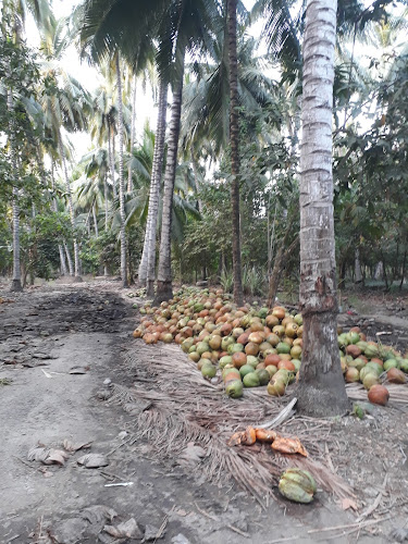 Bodega de Coco "Don Roger"