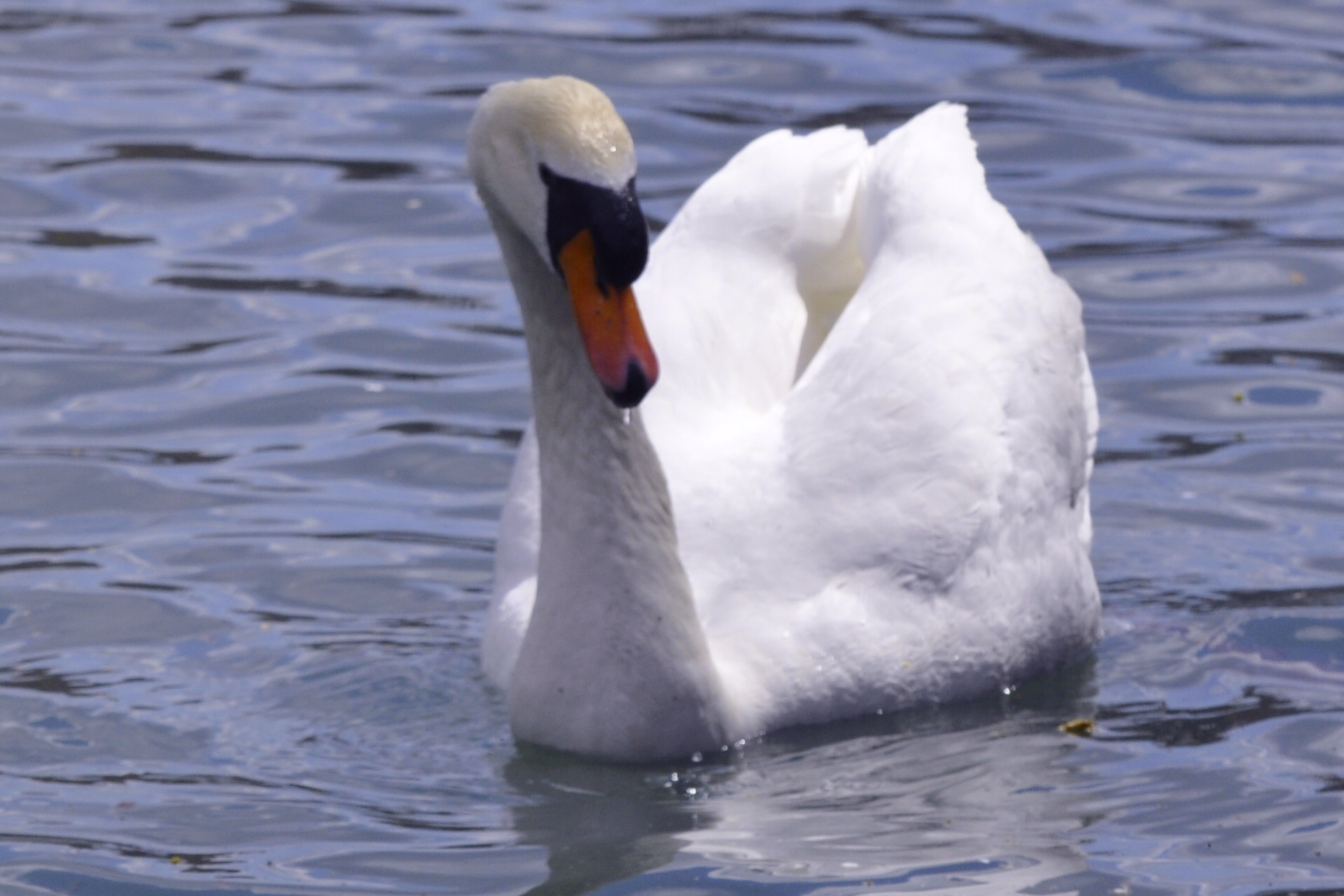 Photo n° 1 de l'avis de Bernard.I fait le 20/04/2021 à 06:14