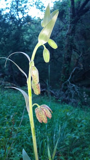 Shiloh Ranch Regional Park - photo 63