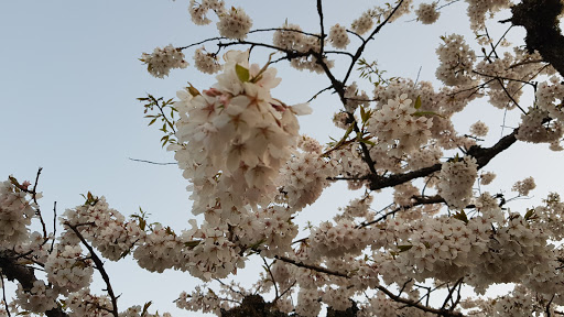 Park «North Lynnwood Park», reviews and photos, 18510 44th Ave W, Lynnwood, WA 98037, USA