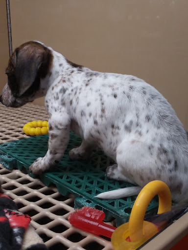 Pet Store «Petland Lancaster», reviews and photos, 1400 River Valley Cir N, Lancaster, OH 43130, USA