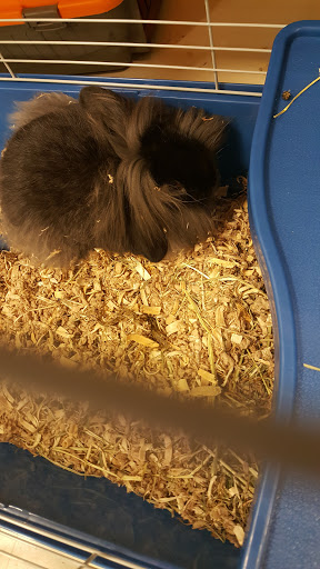 Pet Supply Store «PetSmart», reviews and photos, 290 S Broadway, Salem, NH 03079, USA