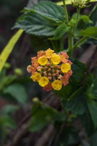 Opiniones de Vivero MY GARDEN en Talagante - Centro de jardinería