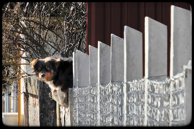 Menhely az Állatokért Alapítvány Menhelye - Kecskemét