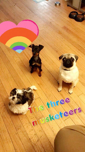 Pet Store «Happiness Is Pets - Downers Grove», reviews and photos, 1542 Ogden Ave, Downers Grove, IL 60515, USA