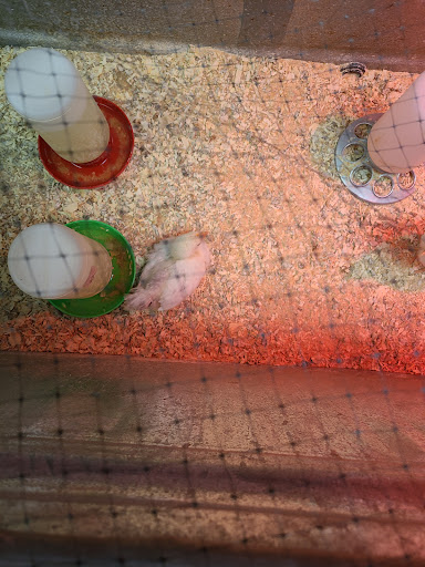 Animal Feed Store «Lomita Feed Store», reviews and photos, 24403 Narbonne Ave, Lomita, CA 90717, USA