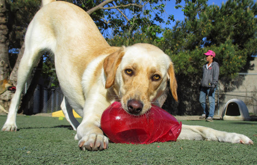 Pet Boarding Service «Bed and Biscuits / Groomingdales», reviews and photos, 2625 Chanticleer Ave, Santa Cruz, CA 95065, USA