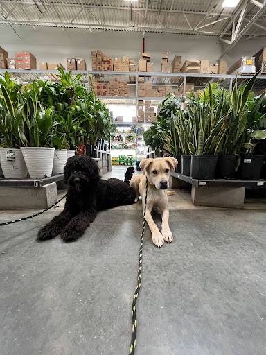 Ruff Pup Dog Training, Grooming and Retail