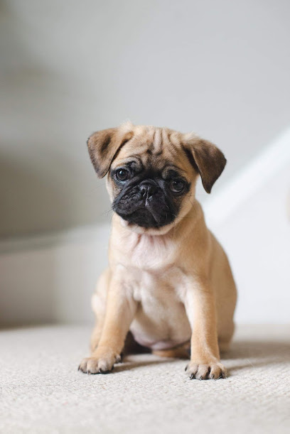 MacDonald Pug Family