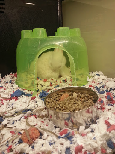 Pet Supply Store «PetSmart», reviews and photos, 555 S Cotton Ln, Goodyear, AZ 85338, USA