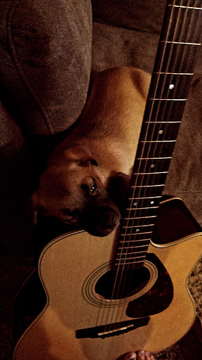 Pet Store «Market Street PET DEPOT», reviews and photos, 2979 S Market St, Gilbert, AZ 85295, USA