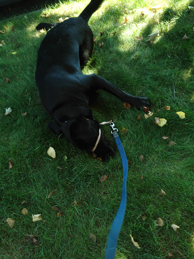 Golf Course «Turnberry Golf Course», reviews and photos, 1145 Clubhouse Ln, Pickerington, OH 43147, USA