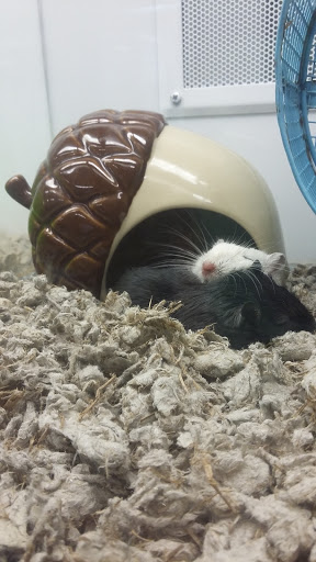 Pet Supply Store «Petco Animal Supplies», reviews and photos, 717 SE Geary St #101, Albany, OR 97321, USA