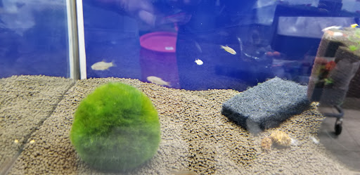 Pet Store «Pet Town», reviews and photos, 7804 Florence Ave, Downey, CA 90240, USA