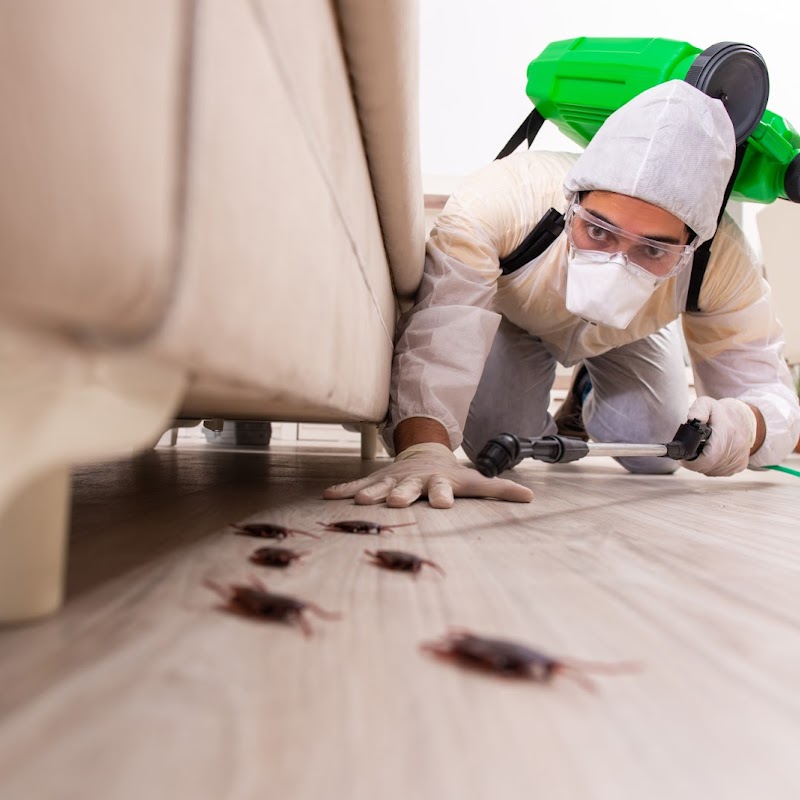 Pest Control Abbotsford | Advance Ltd Pest Exterminators Ants ,Bed Bugs,Rat ,Cockroach,Mice