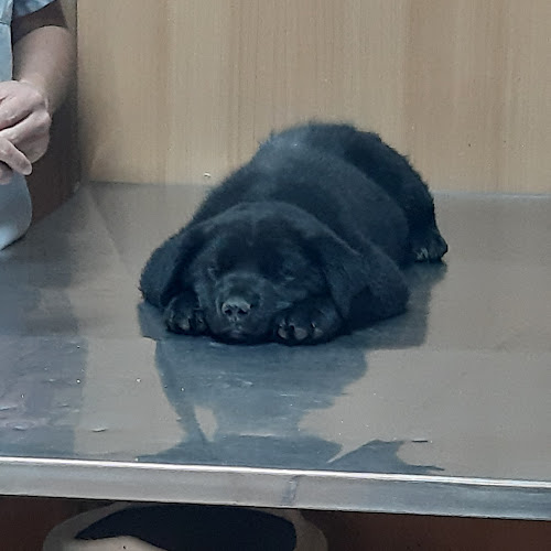 Veterinaria GeoPet - Osorno