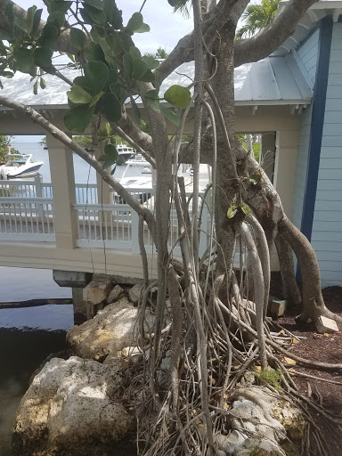 Country Club «Ocean Reef Club», reviews and photos, 35 Ocean Reef Dr, Key Largo, FL 33037, USA