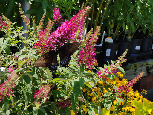 Garden Center «Nalls Produce», reviews and photos, 7310 Beulah St, Alexandria, VA 22315, USA