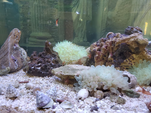 Tikis Tropical Fish image