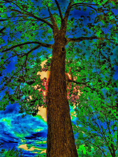 Grocery Store «Safeway», reviews and photos, 5431 Clayton Rd, Clayton, CA 94517, USA