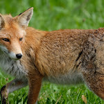 Photo n°2 de l'avis de Andreas.e fait le 20/06/2017 à 20:19 sur le  Berggasthof Lusen à Neuschönau