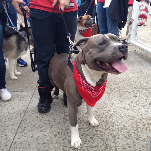 Stadium «Great American Ball Park», reviews and photos, 100 Joe Nuxhall Way, Cincinnati, OH 45202, USA