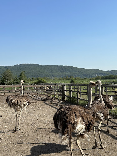 Pensiunea ,,La struti" - Hostal