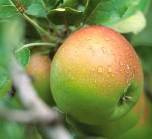 Produce Market «B&P Hitz Fruit Farm (Apples N Produce)», reviews and photos, 14070 Wilco Hwy NE, Woodburn, OR 97071, USA