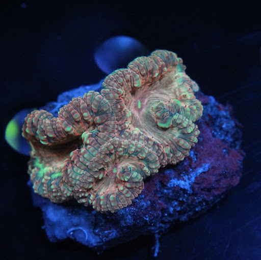 Aquarium «Aquatic Design & Development Group, LLC», reviews and photos, 1725 SW 17th St, Ocala, FL 34471, USA