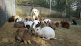 Rabbits for sale San Antonio