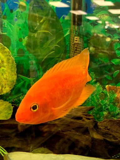 Pet Store «Petland Discounts - Derby», reviews and photos, 49 State Rte 727 # 12, Derby, CT 06418, USA