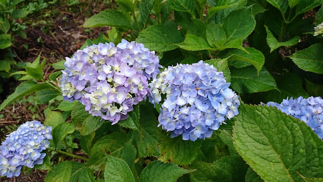 八塩あじさいの里 市内で藤岡市