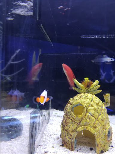 Pet Store «Aquarium», reviews and photos, 6410 Papermill Pl Way, Knoxville, TN 37919, USA