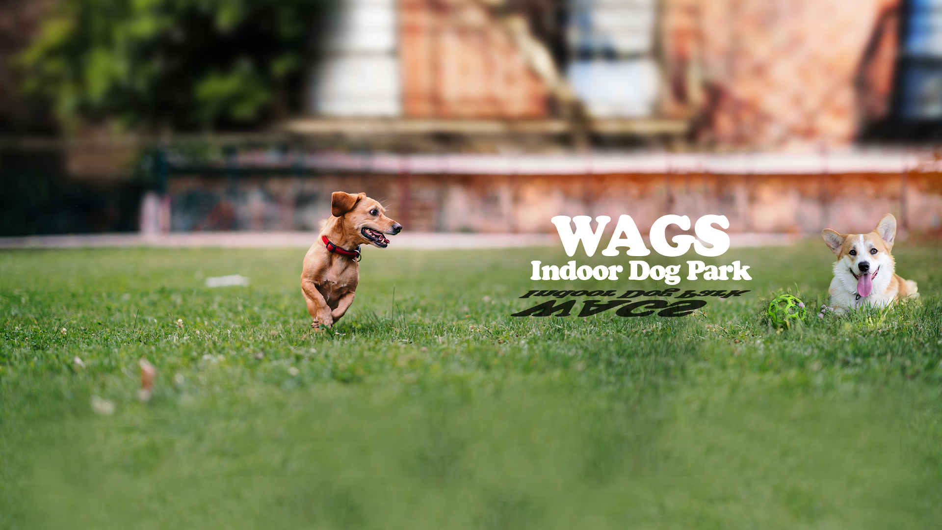 Wags Dog Park