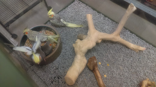 Pet Store «Petland», reviews and photos, 7030 Bandera Rd, San Antonio, TX 78238, USA